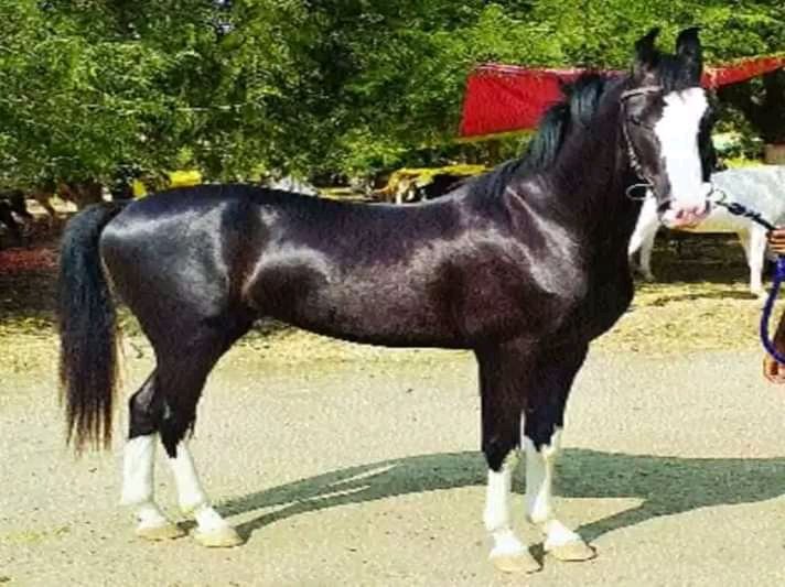 Adarsh Maharashtra | अकलूजचा घोडेबाजार तेजीत 4.60 लाखांना विकला गेला मारवाडी घोडा.