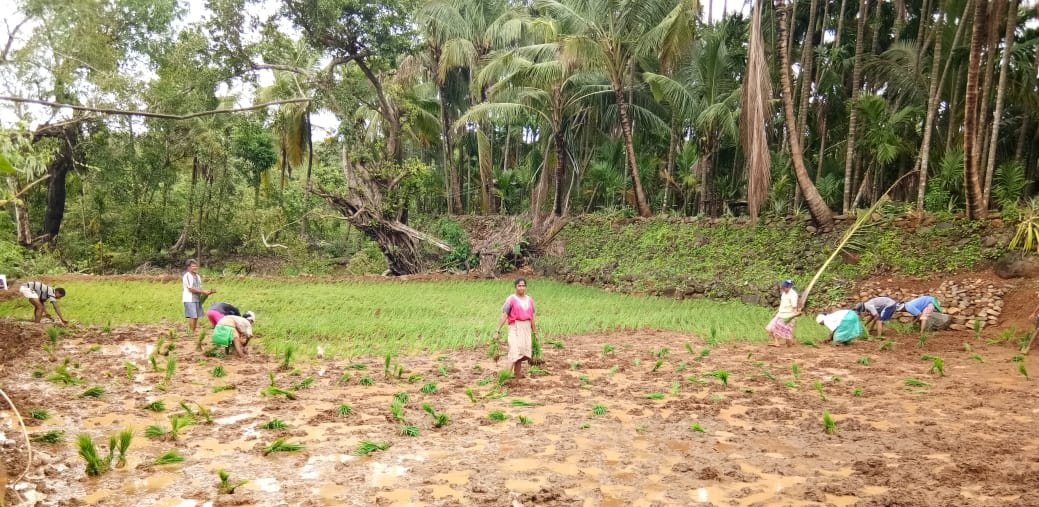 Adarsh Maharashtra | कोकणात भात शेती लावणीस जोर