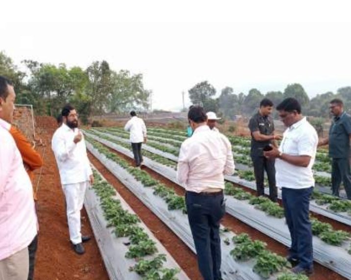 Adarsh Maharashtra | मुख्यमंत्री गावच्या यात्रेसाठी दाखल ; रमले स्टॉबेरीच्या शेतात